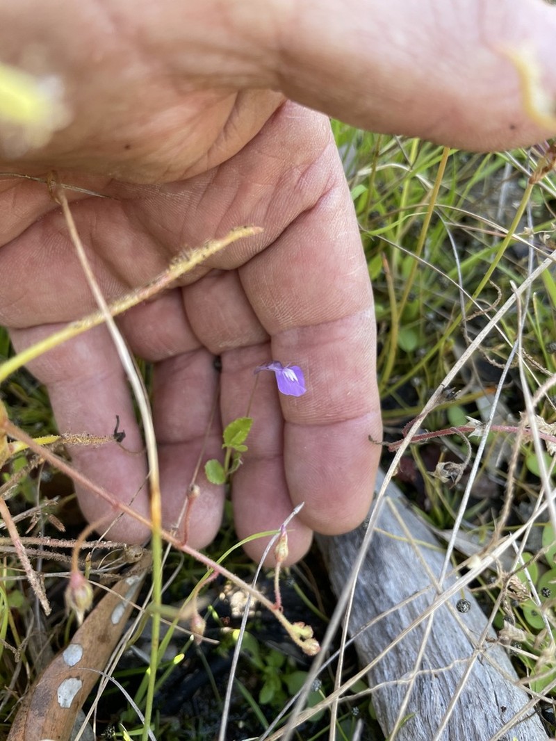 Utricularia blackmanii photo 2