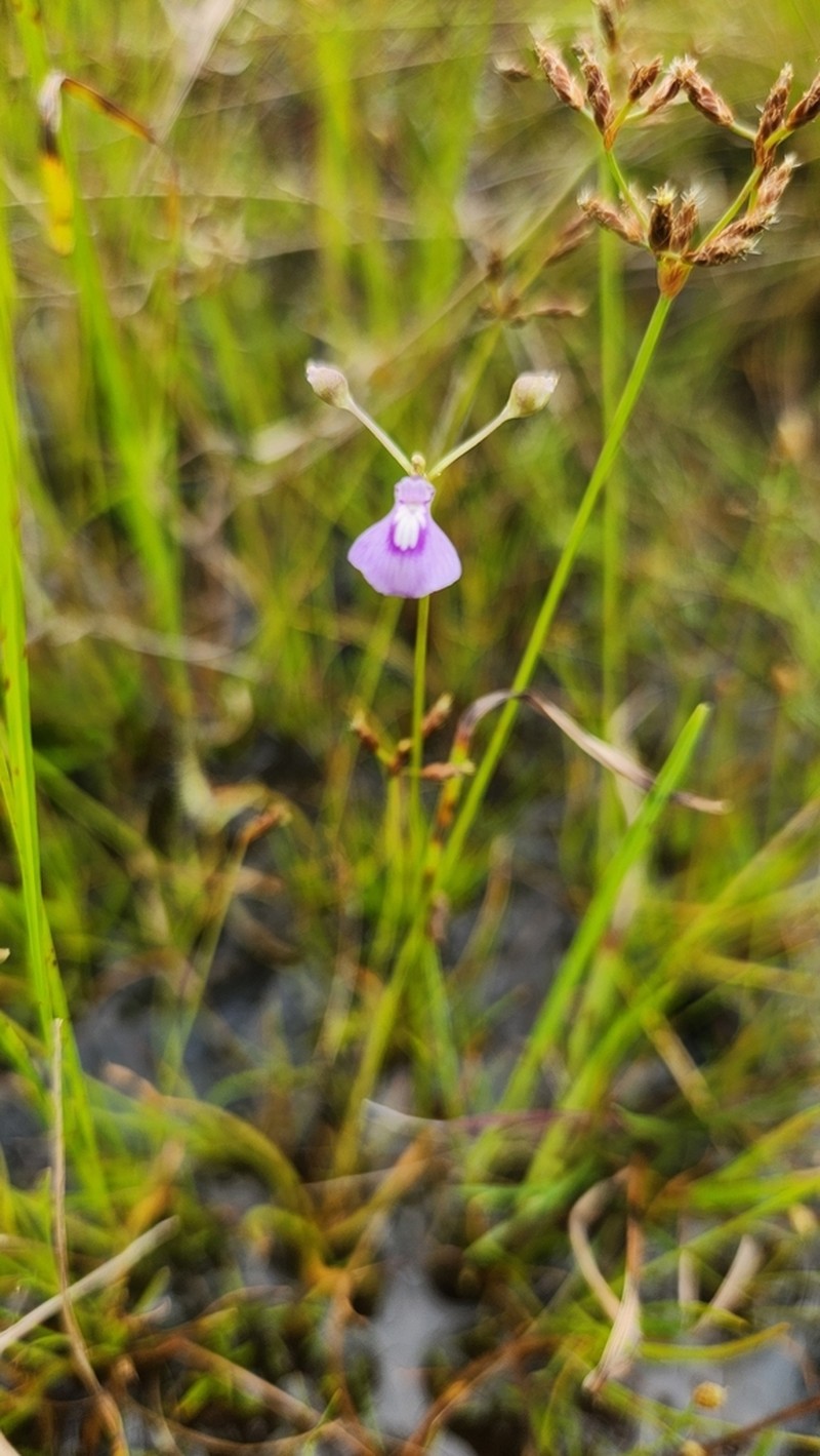 Utricularia blackmanii photo 3