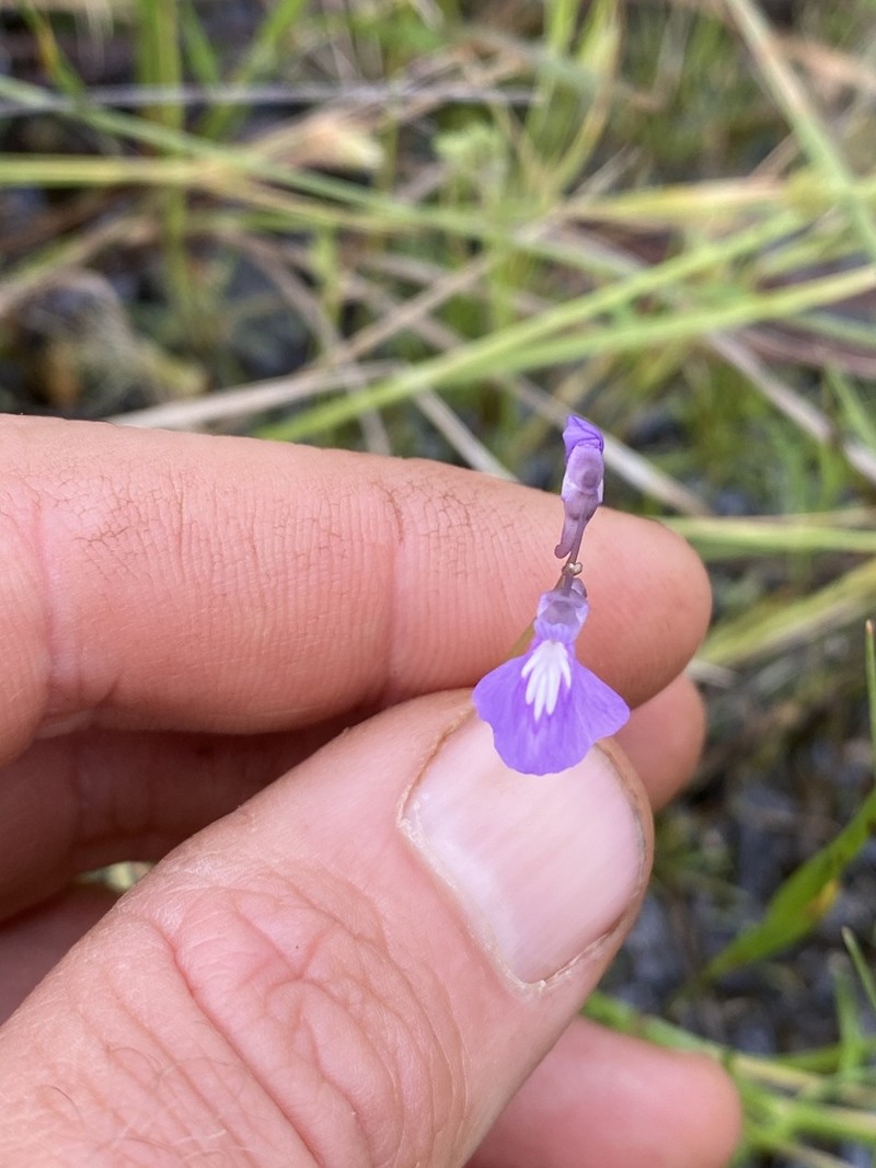 Utricularia blackmanii photo 4