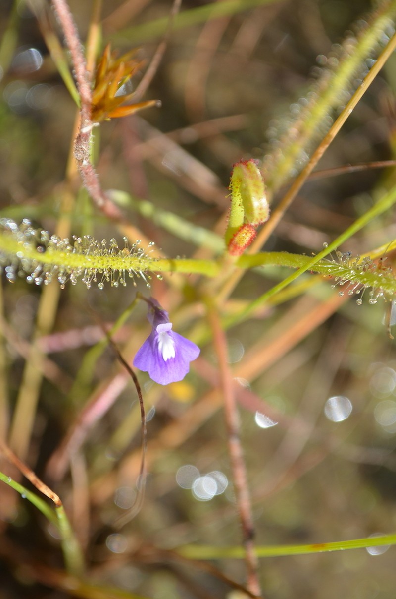 Utricularia blackmanii photo 5
