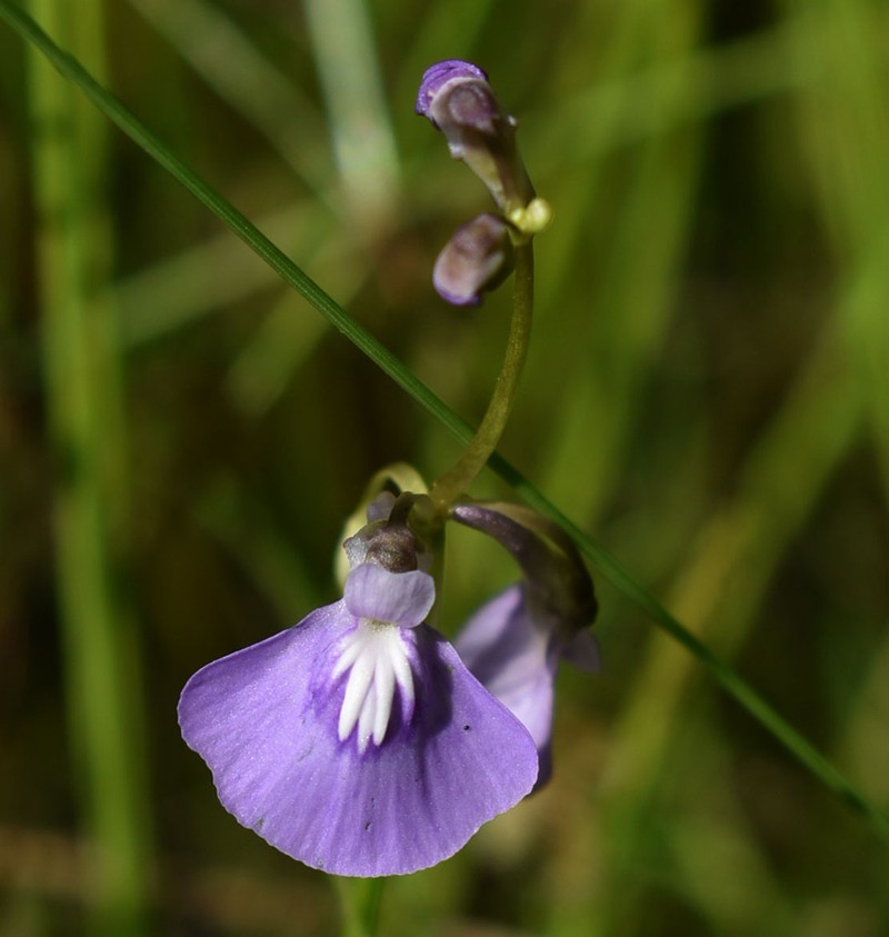 Utricularia blackmanii photo 6
