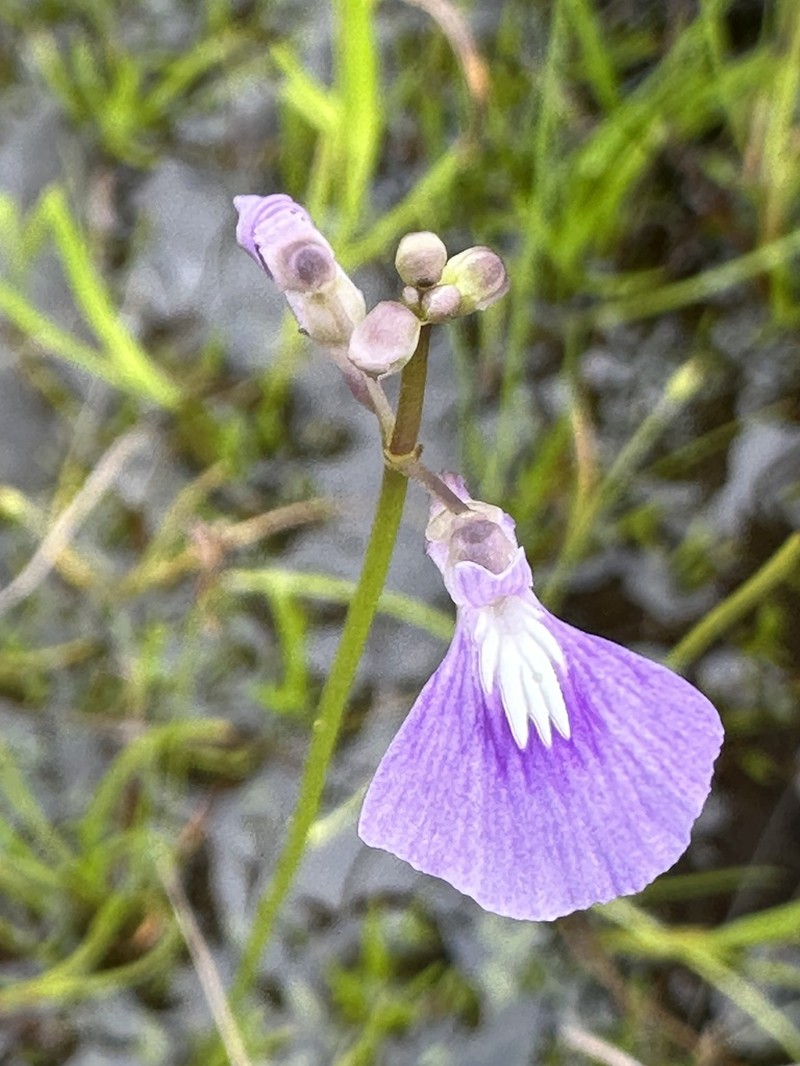 Utricularia blackmanii photo 7