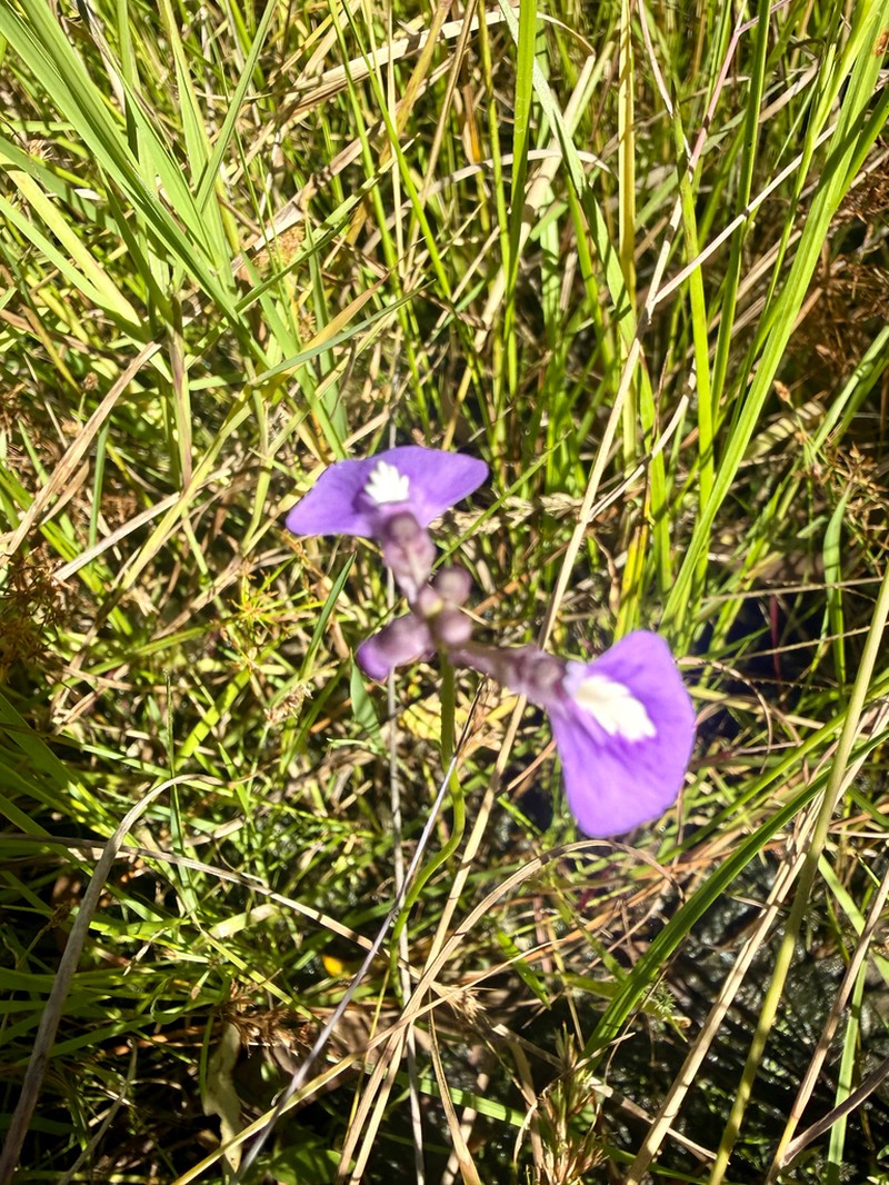 Utricularia blackmanii photo 8