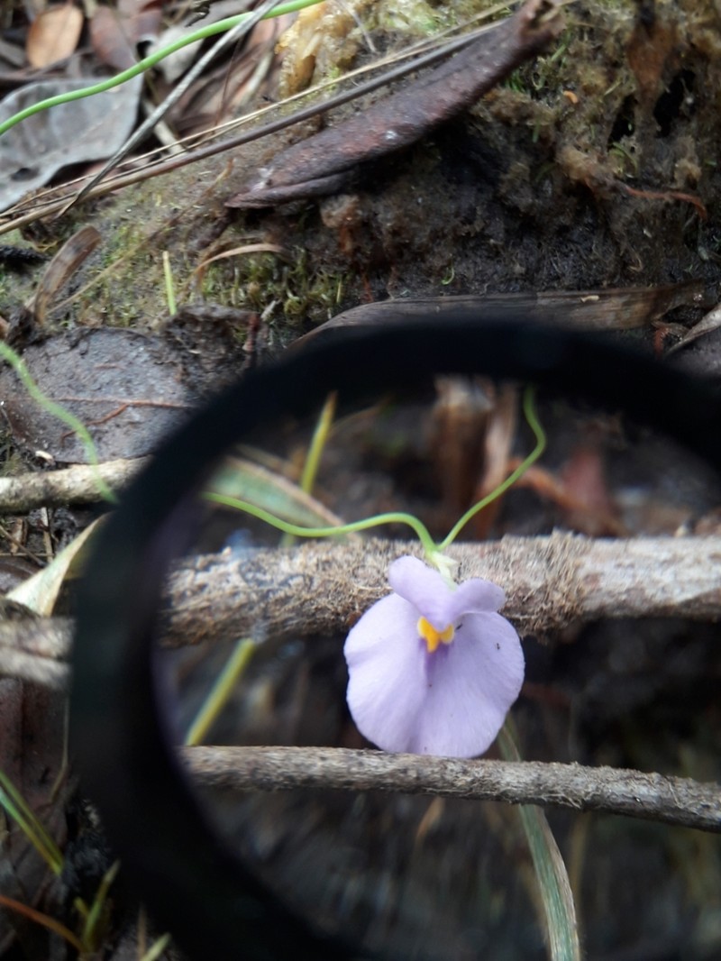 Utricularia blanchetii photo 2