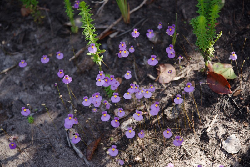 Utricularia blanchetii photo 3