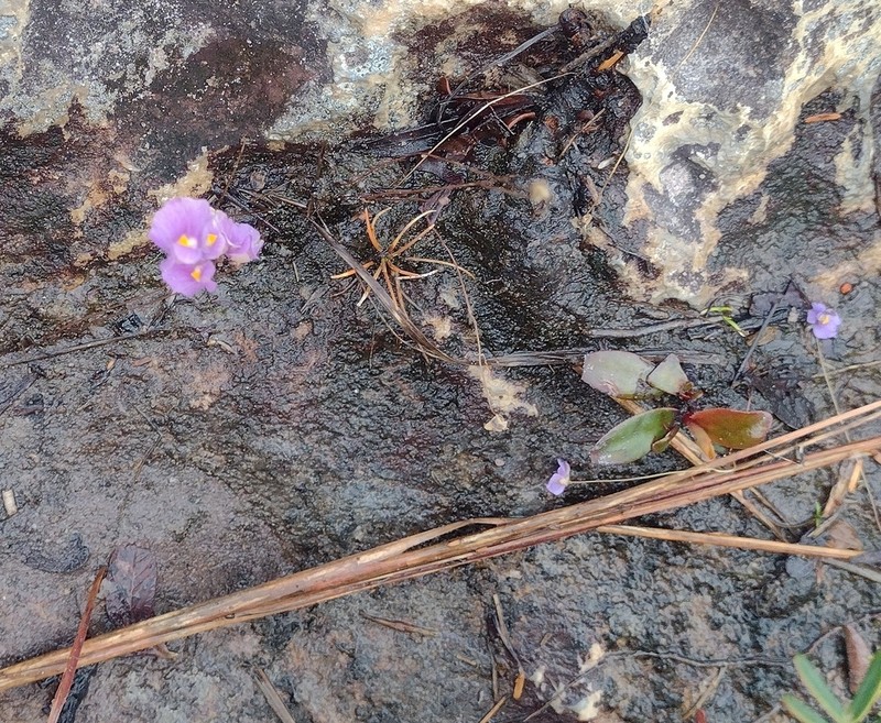 Utricularia blanchetii photo 4