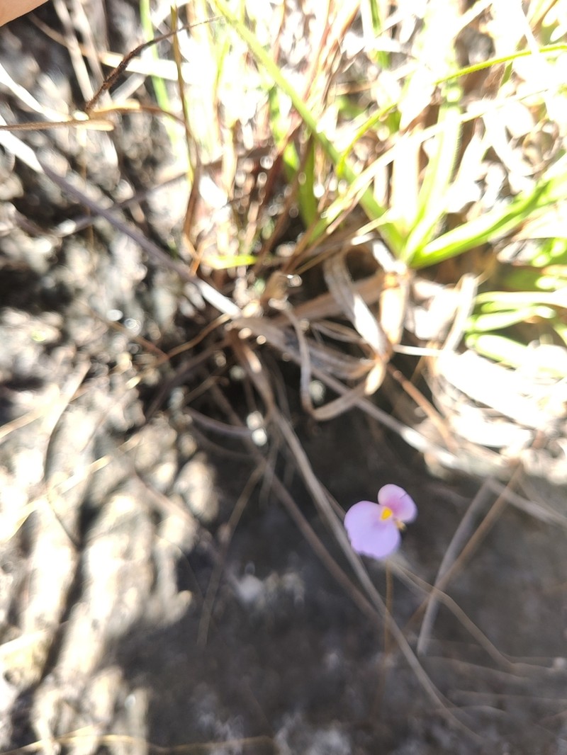 Utricularia blanchetii photo 5
