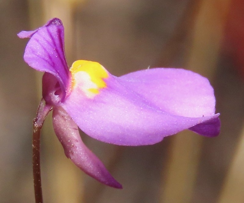 Utricularia blanchetii photo 6