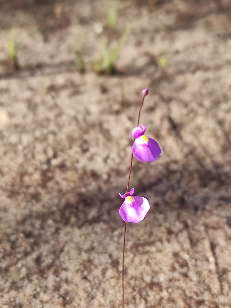 Utricularia blanchetii photo 7