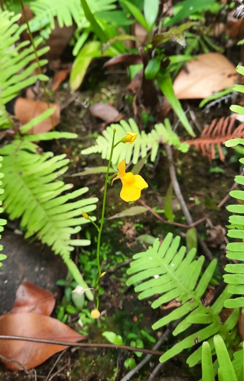 Utricularia bosminifera