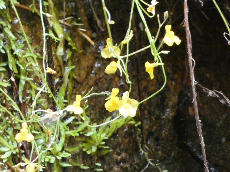 Utricularia bosminifera photo 2