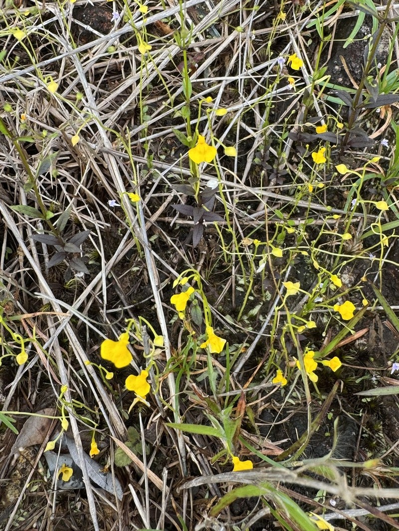 Utricularia bosminifera photo 3
