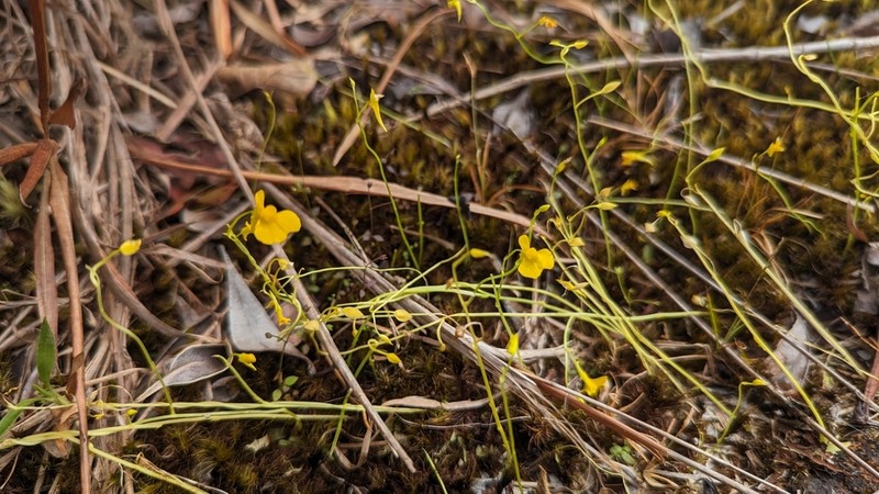 Utricularia bosminifera photo 4