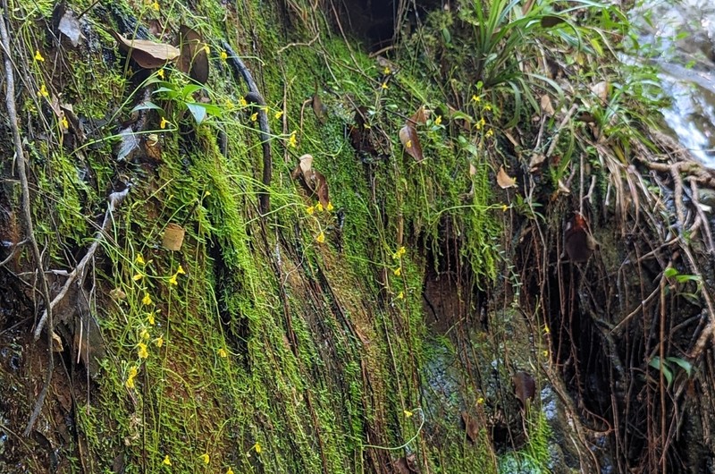 Utricularia bosminifera photo 5