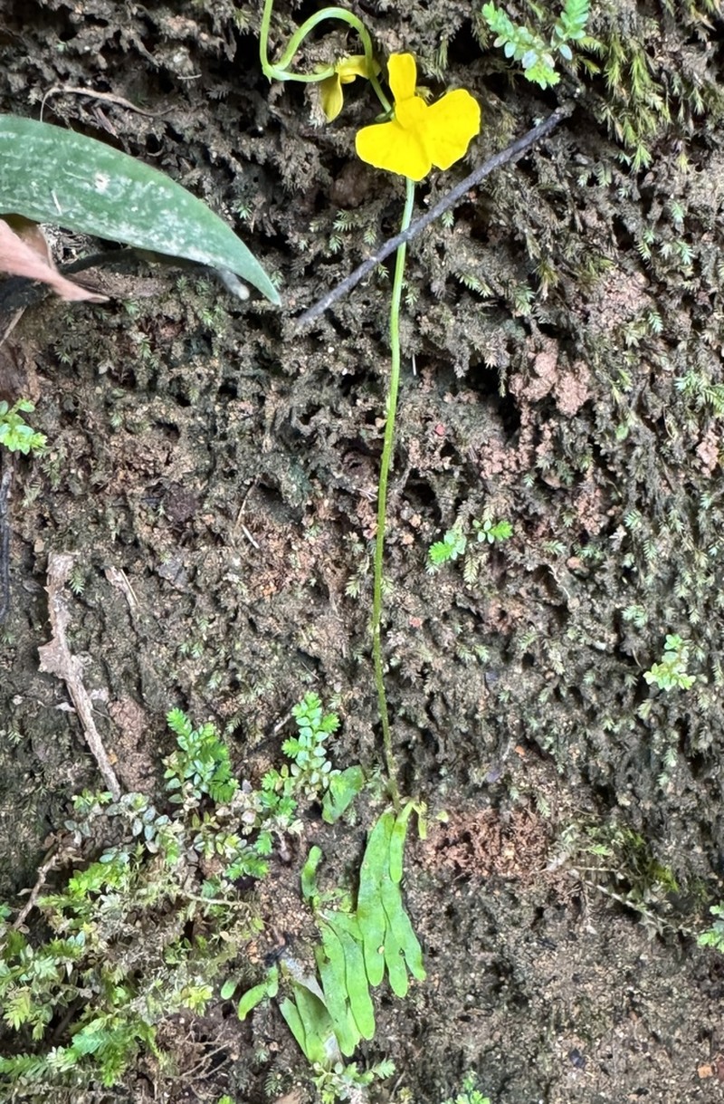 Utricularia bosminifera photo 6