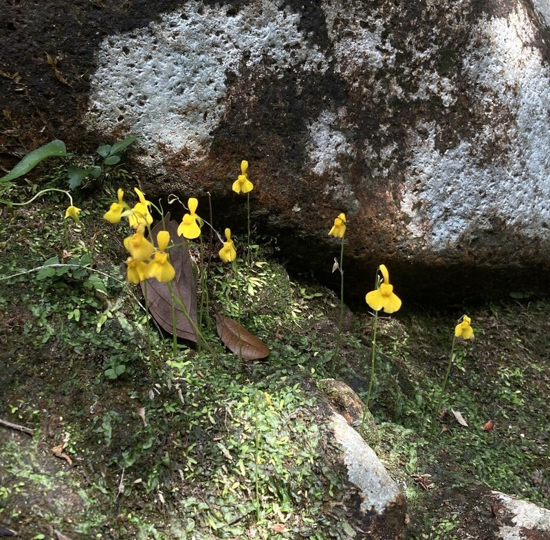 Utricularia bosminifera photo 7