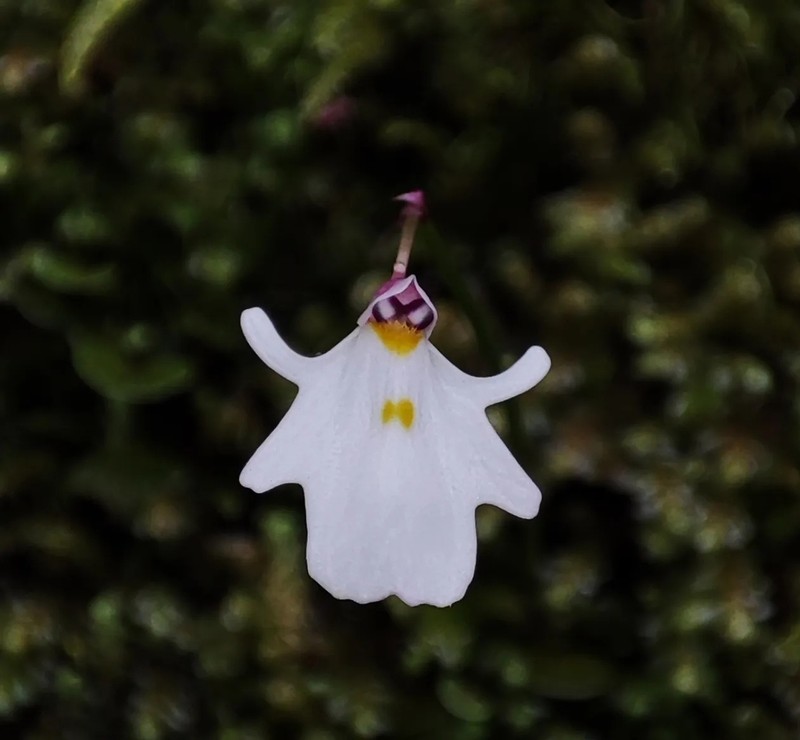 Utricularia brachiata