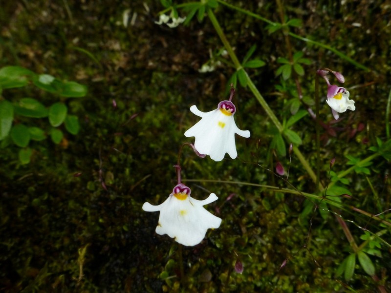 Utricularia brachiata photo 2