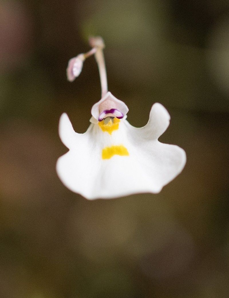 Utricularia brachiata photo 3