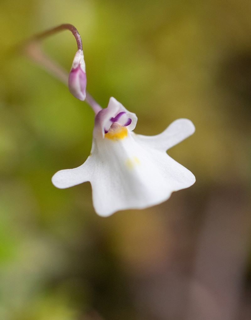 Utricularia brachiata photo 4