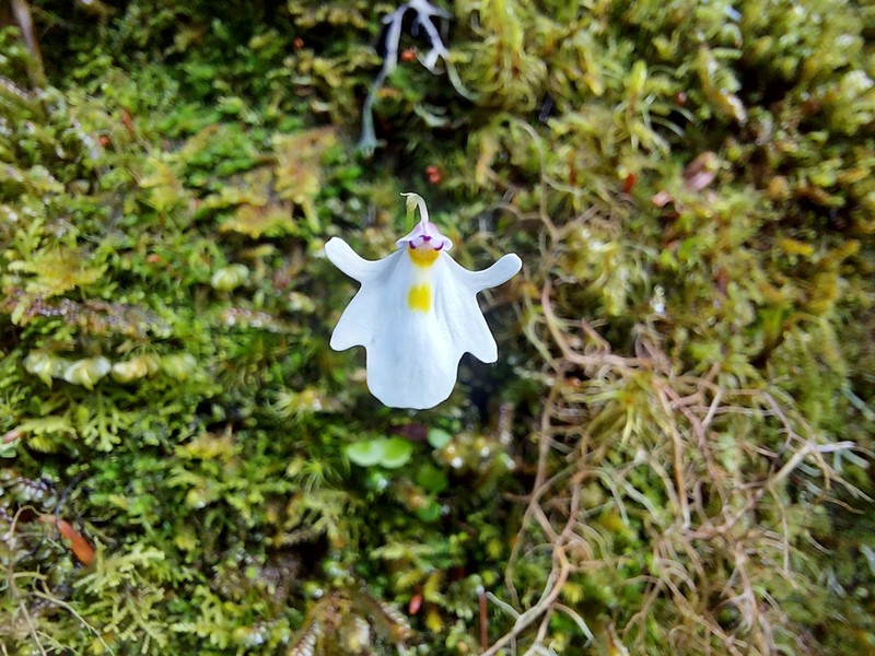 Utricularia brachiata photo 5