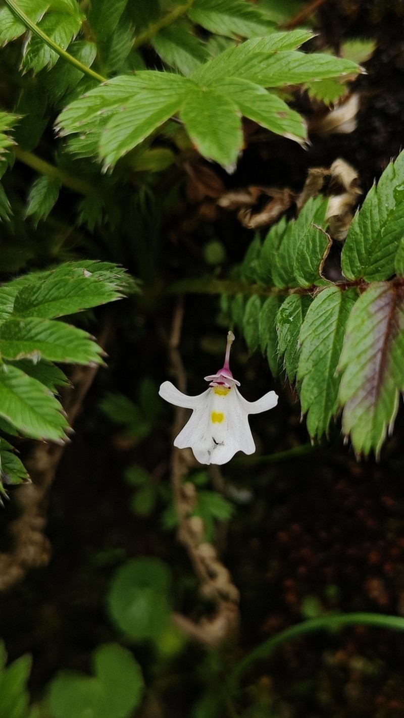 Utricularia brachiata photo 6