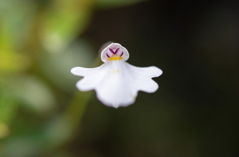 Utricularia brachiata photo 7