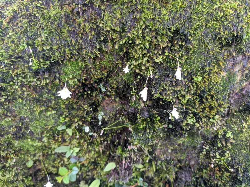 Utricularia brachiata photo 8