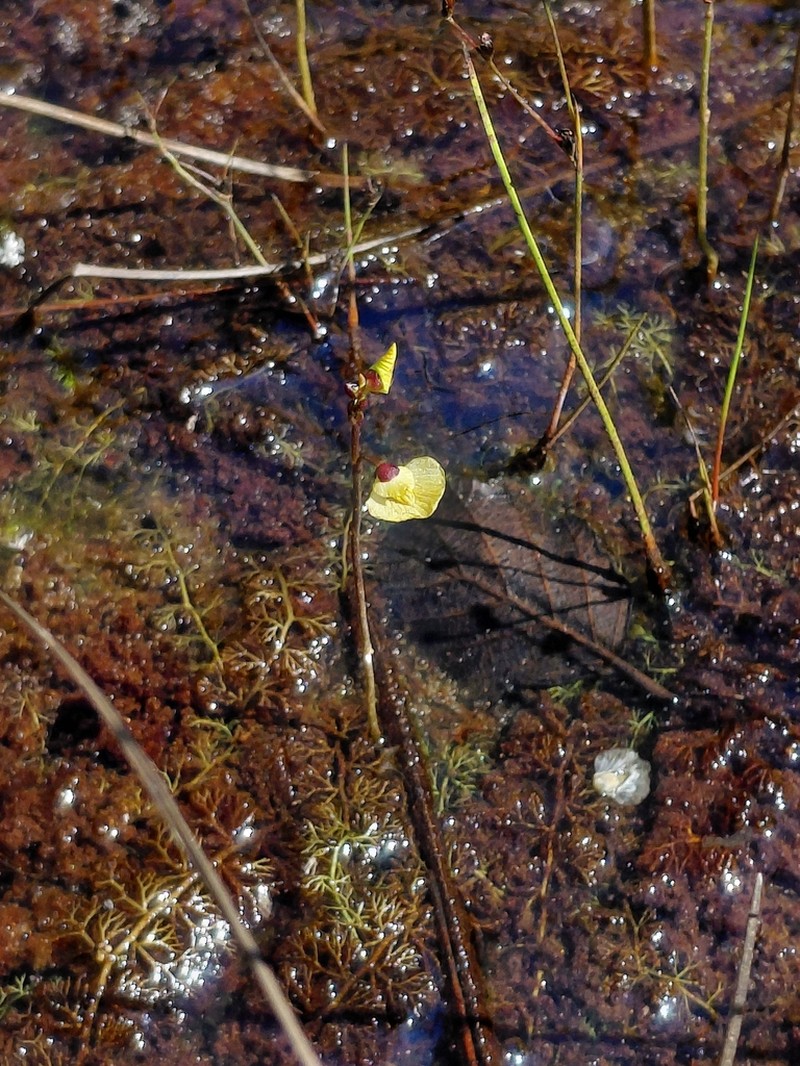 Utricularia bremii photo 2