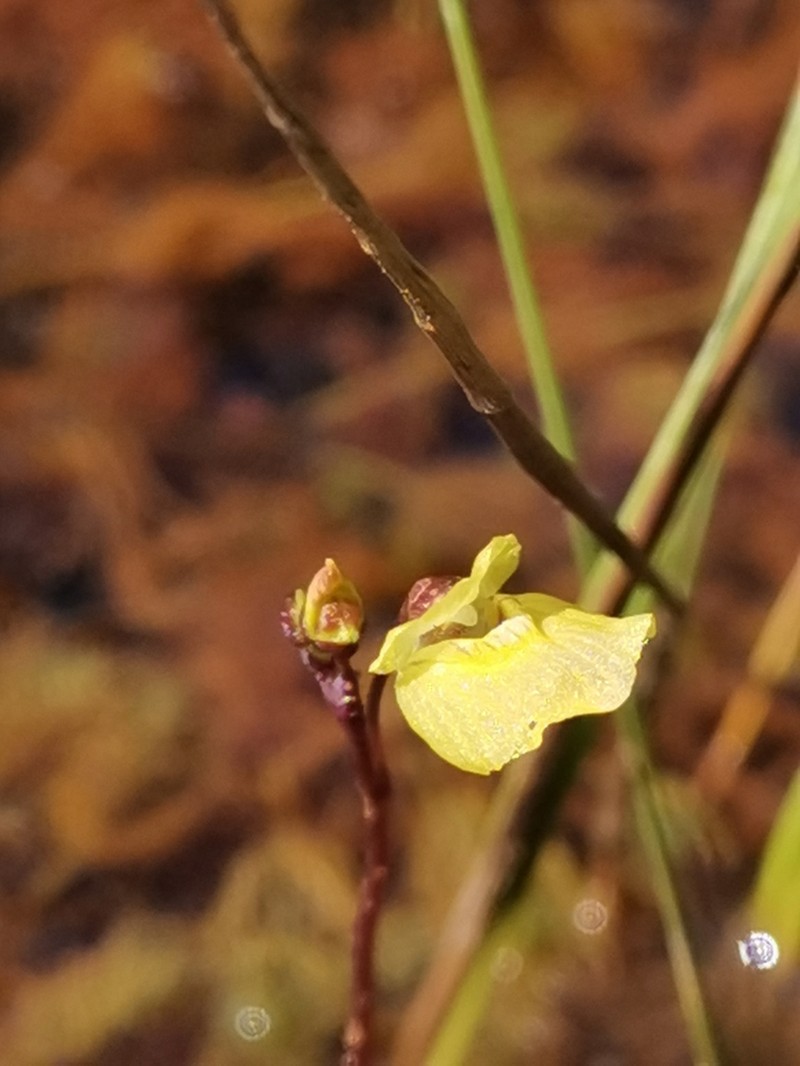 Utricularia bremii photo 3