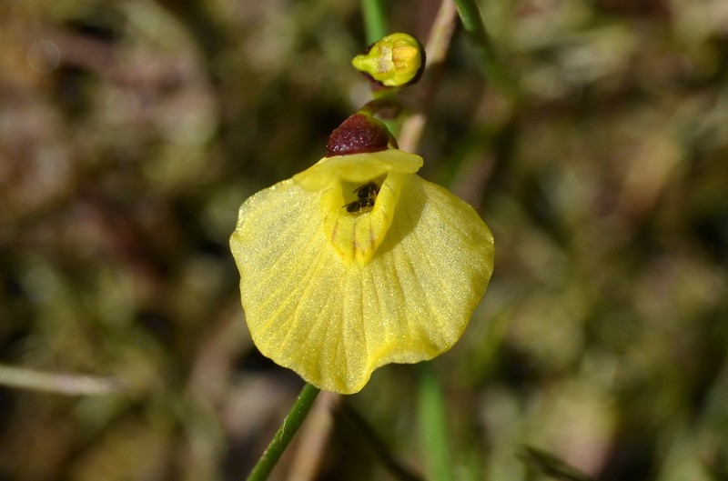 Utricularia bremii photo 4