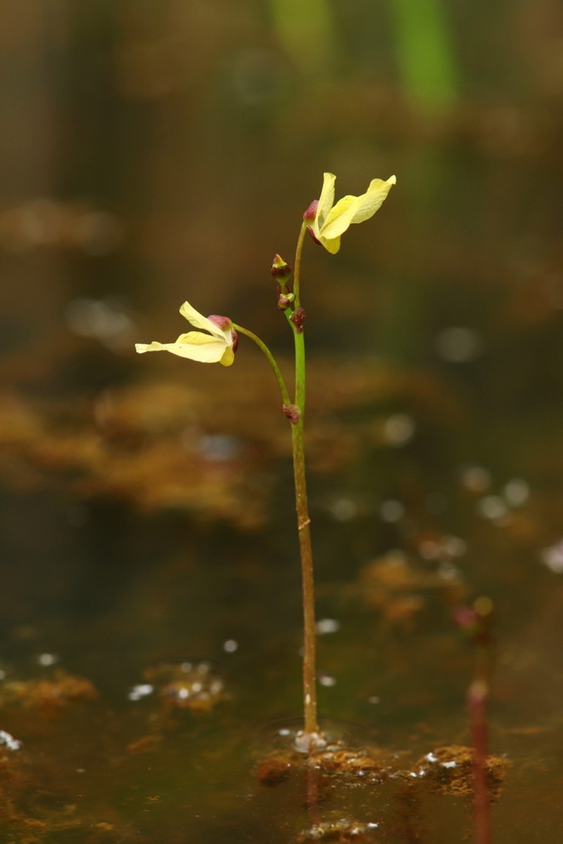 Utricularia bremii photo 5