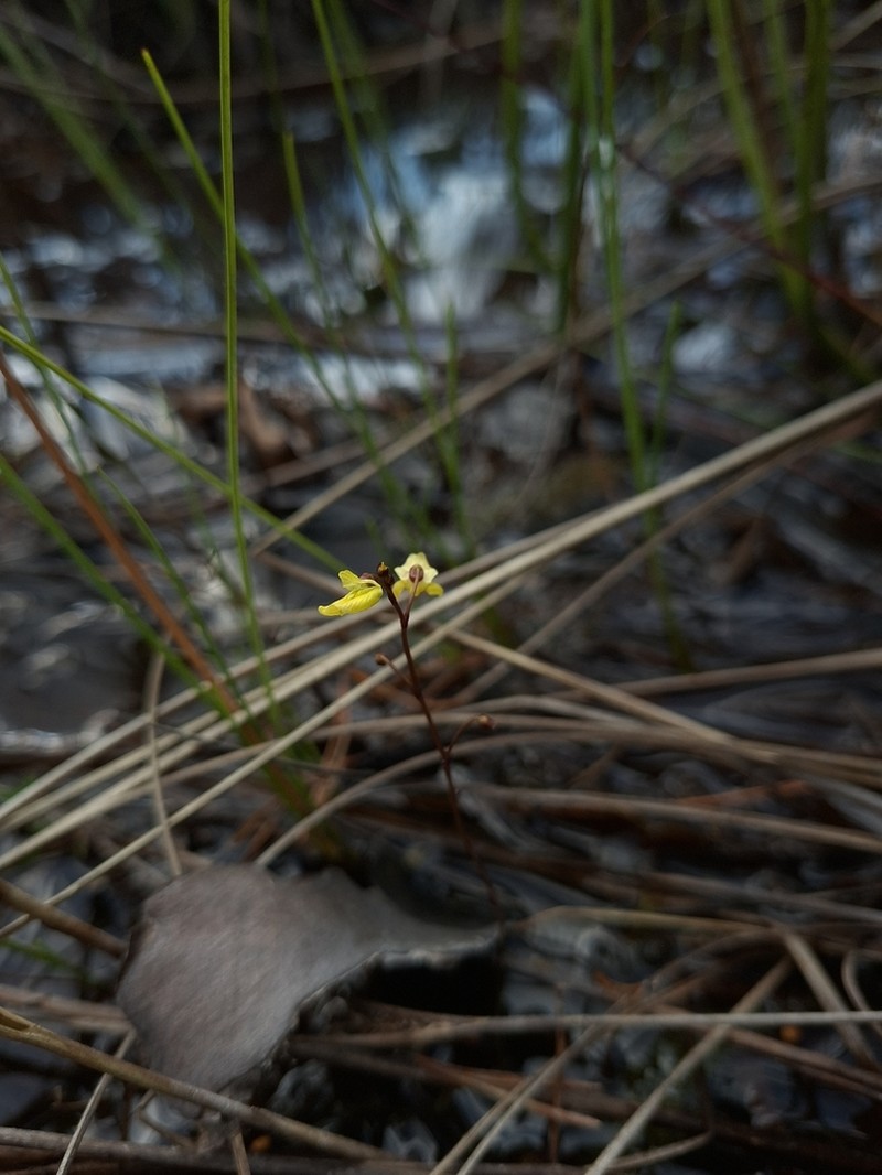 Utricularia bremii photo 6