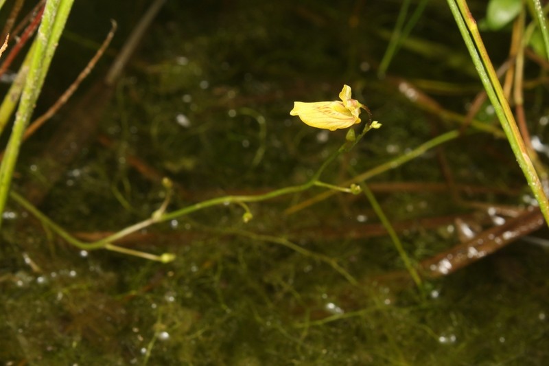 Utricularia bremii photo 7