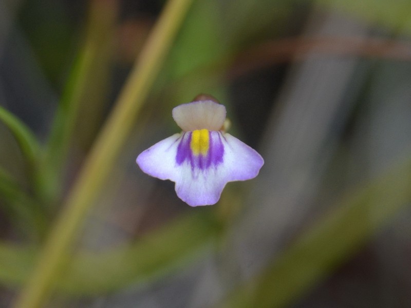 Utricularia brennanii