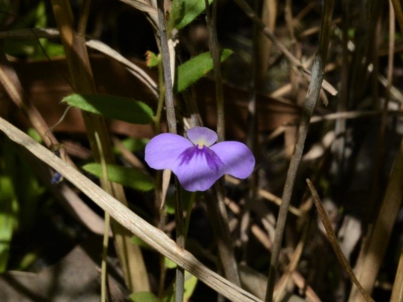Utricularia brennanii photo 2