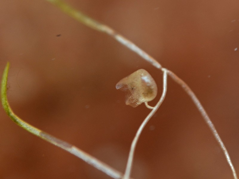 Utricularia brennanii photo 3