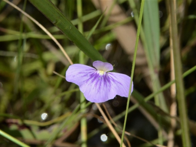 Utricularia brennanii photo 4