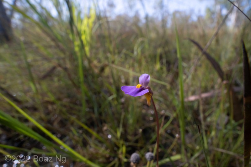 Utricularia brennanii photo 5