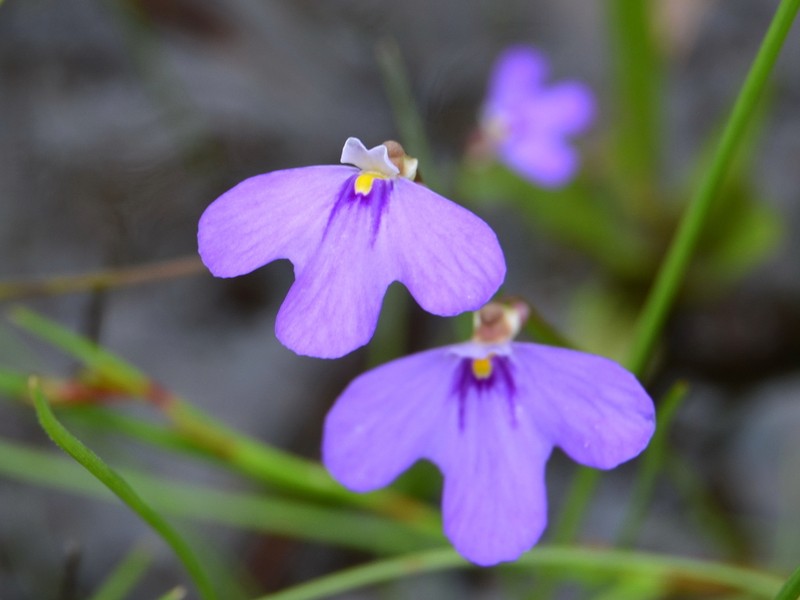Utricularia brennanii photo 6