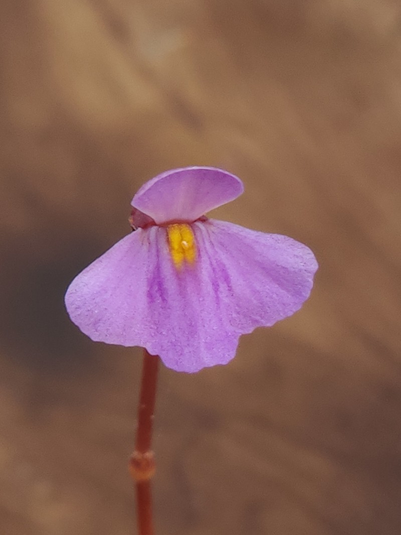 Utricularia brennanii photo 7