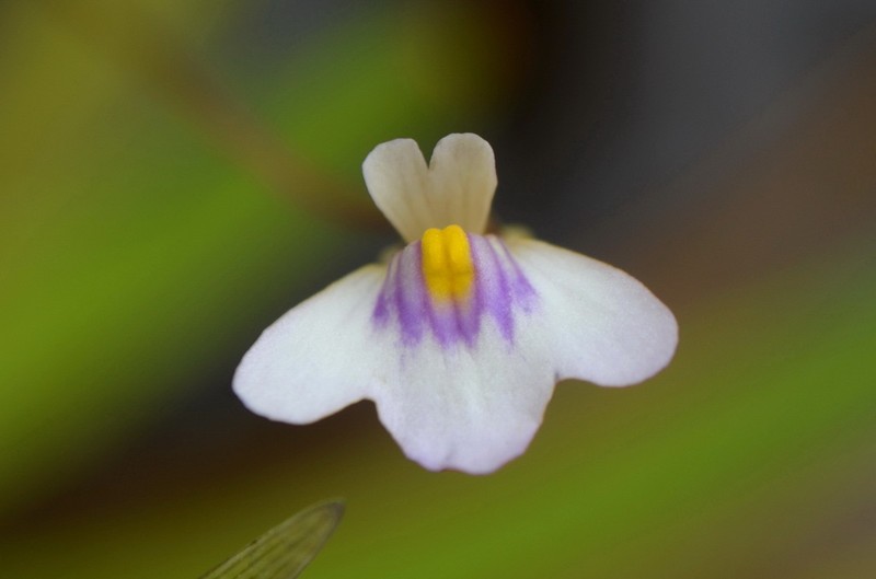 Utricularia brennanii photo 8