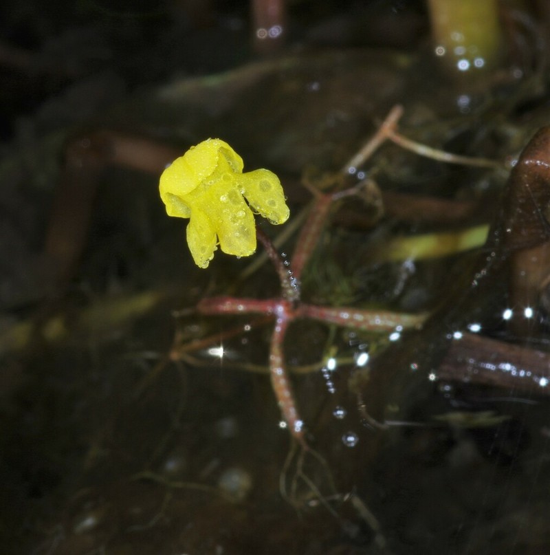 Utricularia breviscapa photo 2