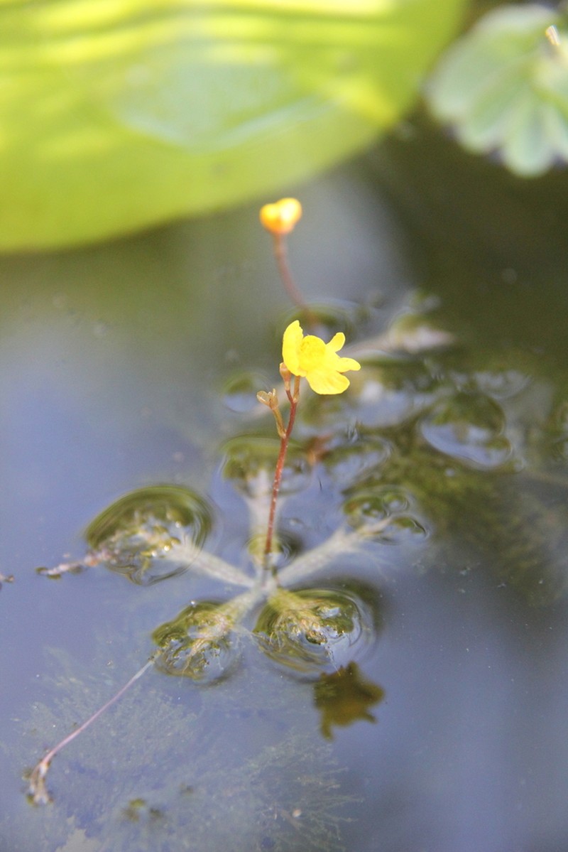 Utricularia breviscapa photo 3