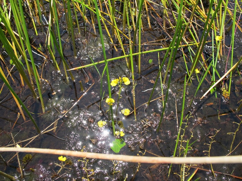 Utricularia breviscapa photo 4