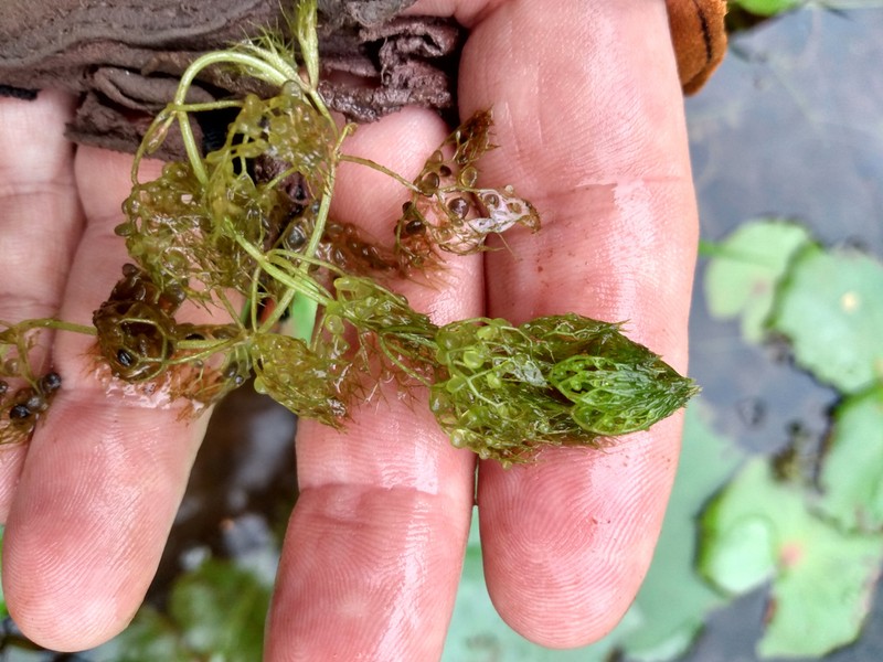 Utricularia breviscapa photo 5