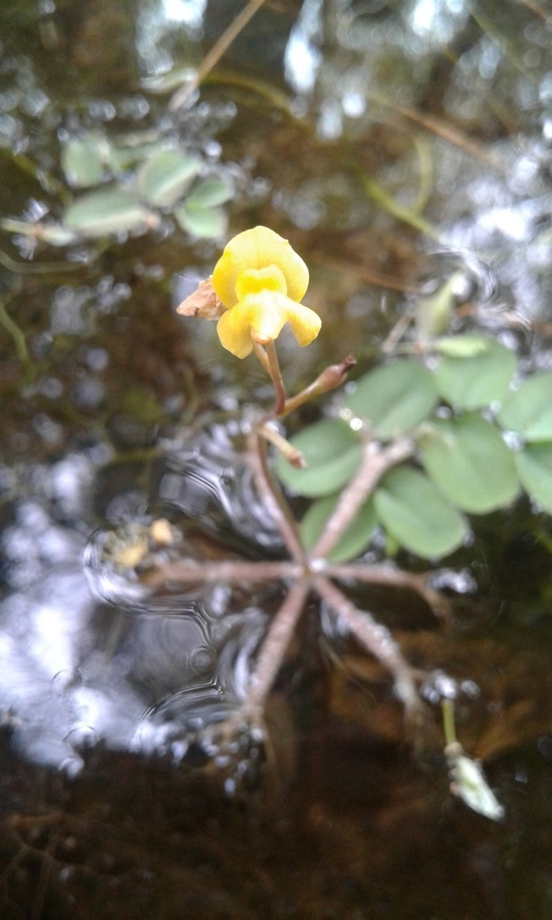Utricularia breviscapa photo 6