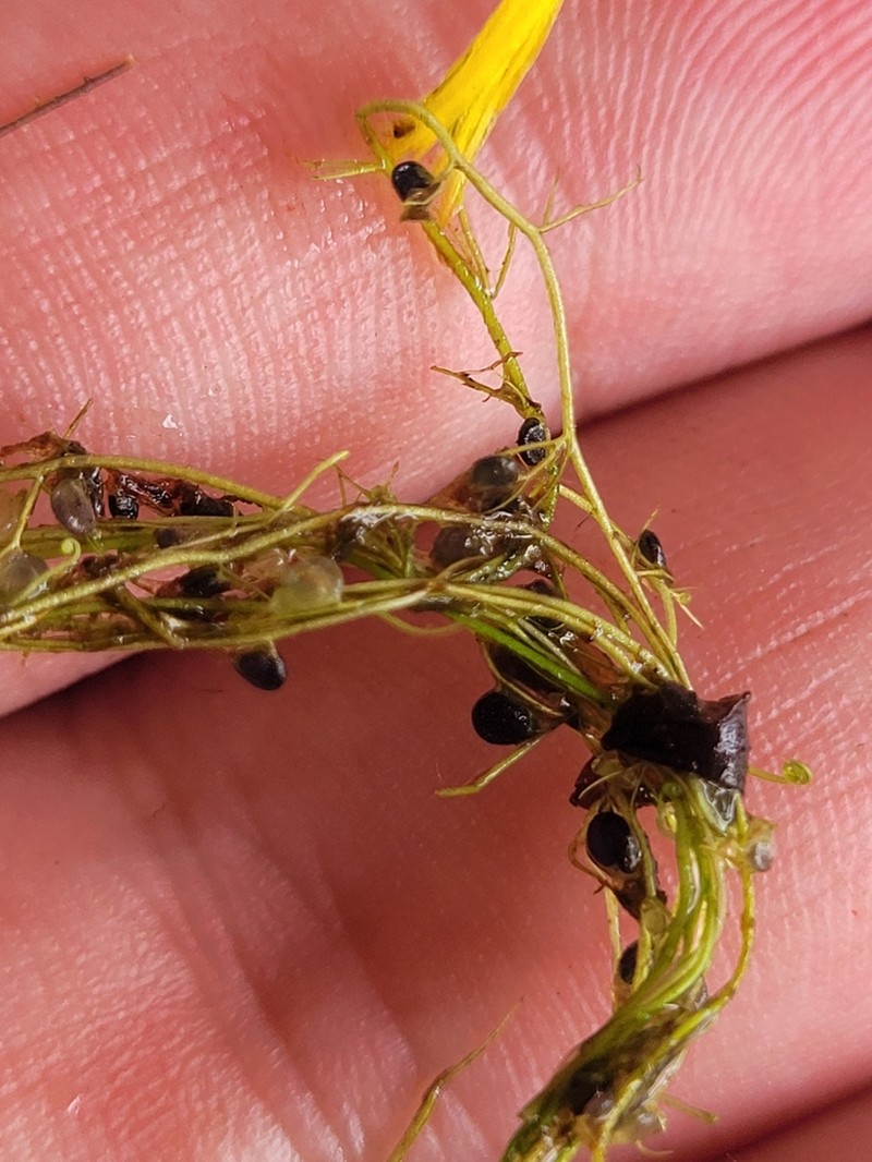 Utricularia breviscapa photo 7