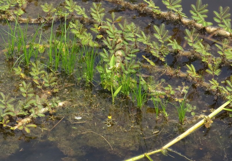 Utricularia breviscapa photo 8