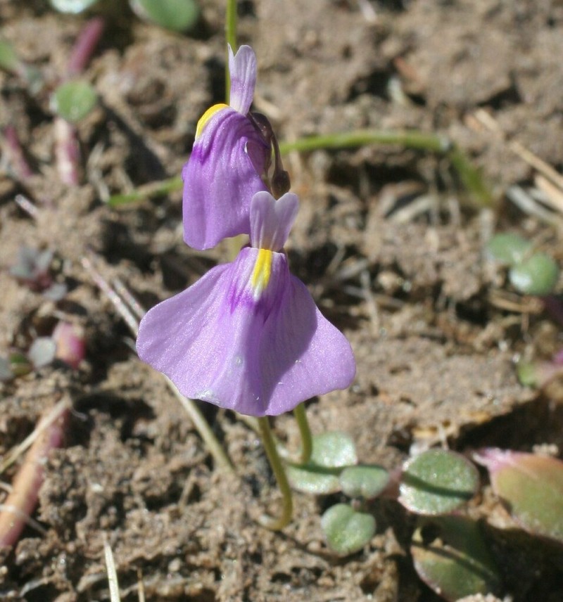 Utricularia byrneana photo 2